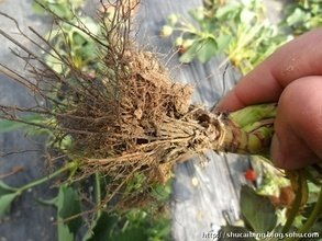 殺菌劑價格 80 乙蒜素殺菌劑南寧柑橘青苔病特效藥防治棉花枯萎病炭疽病批發(fā)價格 鄭州市