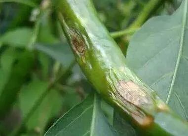 用了這么多年殺菌劑，還是三氯異氰尿酸最管用——物美價(jià)廉，病菌全殺